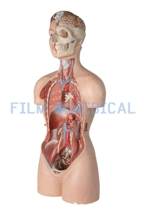 Anatomical Teaching Model 